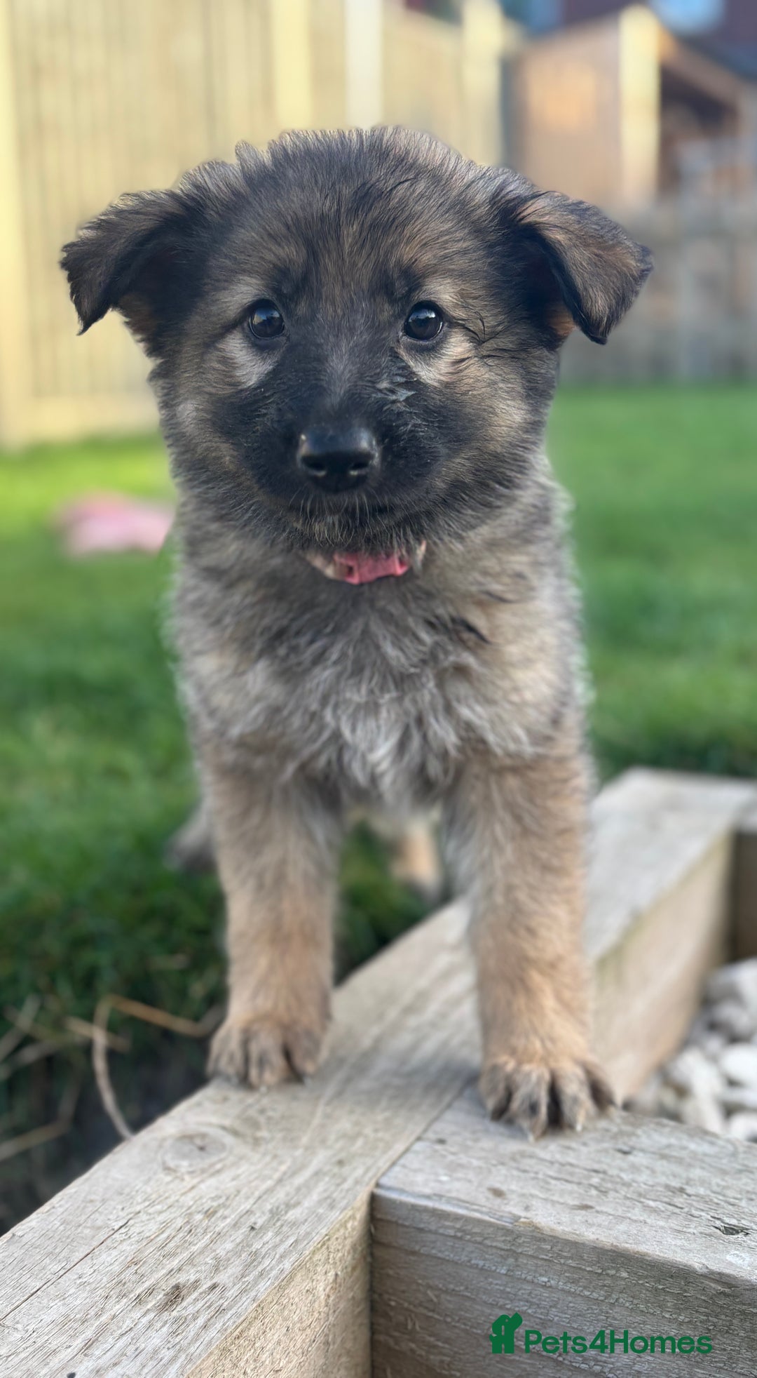 German Shepherd dogs for sale: German shepherd pups  - Image 17