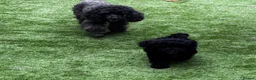 Toy Poodle dogs for sale: Toy Poodle puppies Health tested parents  - Advert 12