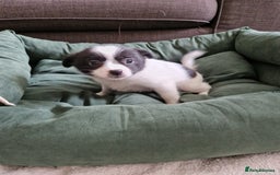 Mixed Breed dogs for sale: Jack Russel x pomeranian - Image 3