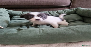 Mixed Breed dogs - Advert 14