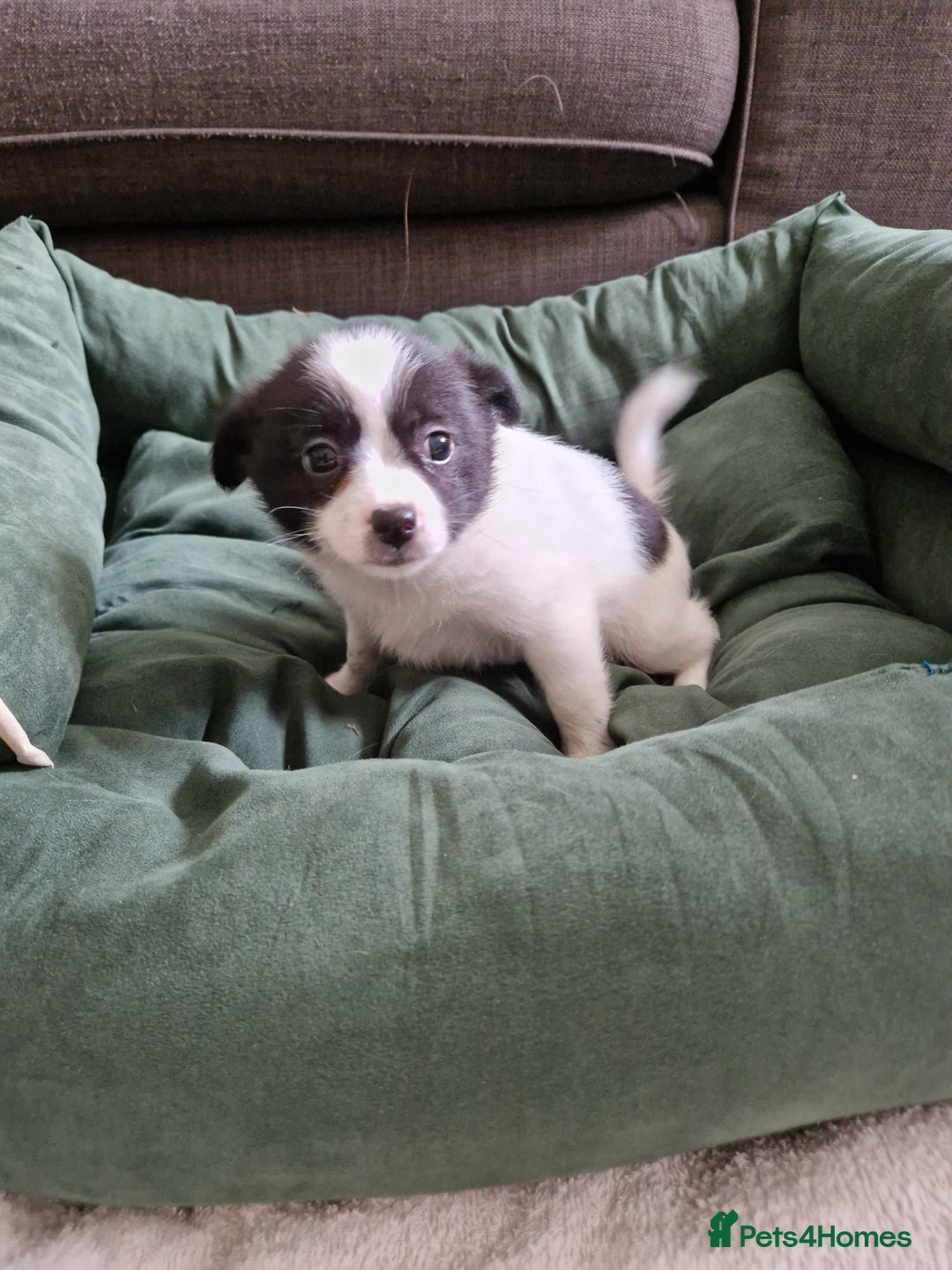 Mixed Breed dogs for sale: Jack Russel x pomeranian - Image 3