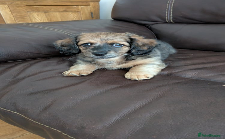 Mixed Breed dogs - Advert 12