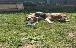 Beagle dogs for sale: Beagle puppy for sale  - Image 4