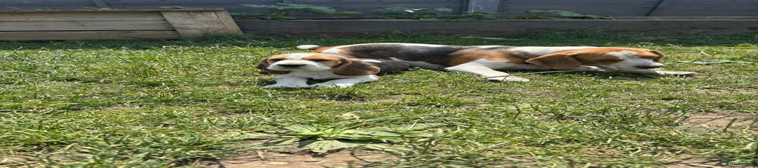 Beagle Puppy 1