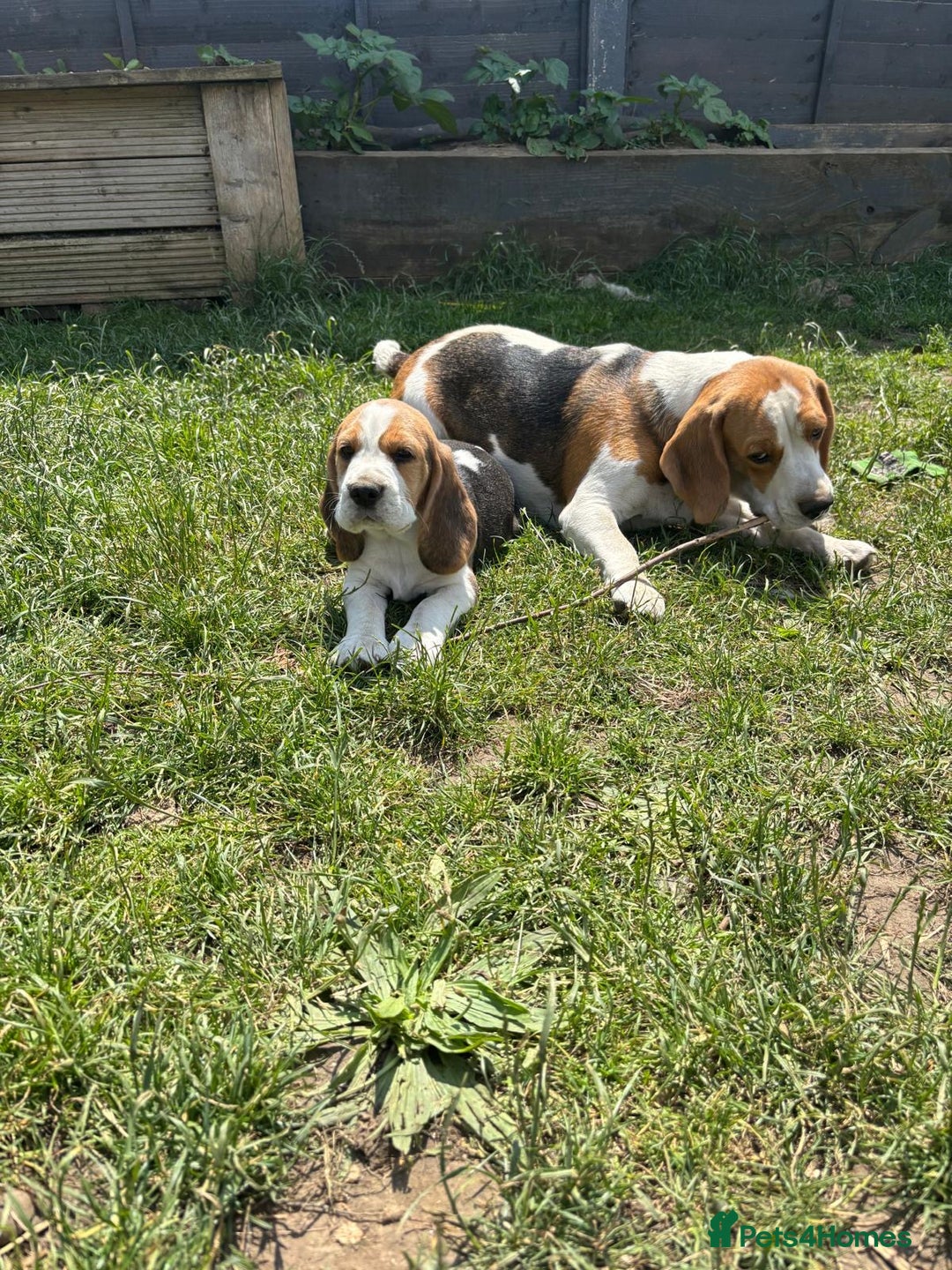 Beagle dogs for sale: Beagle puppy for sale  - Image 4