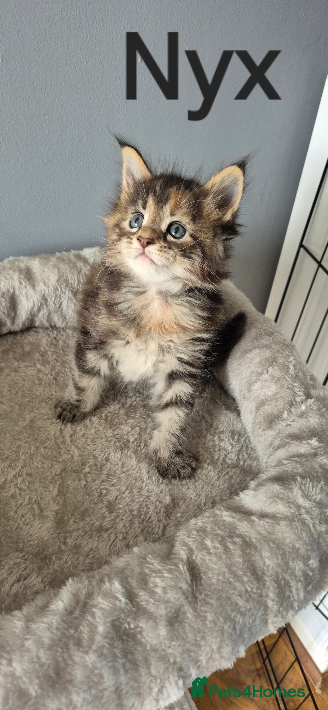 Maine Coon cats for sale: Gorgeous Maine Coons  - Advert 2
