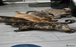 Mixed Breed dogs for sale: Chaffy puppies Chow x Staffy - Advert 7