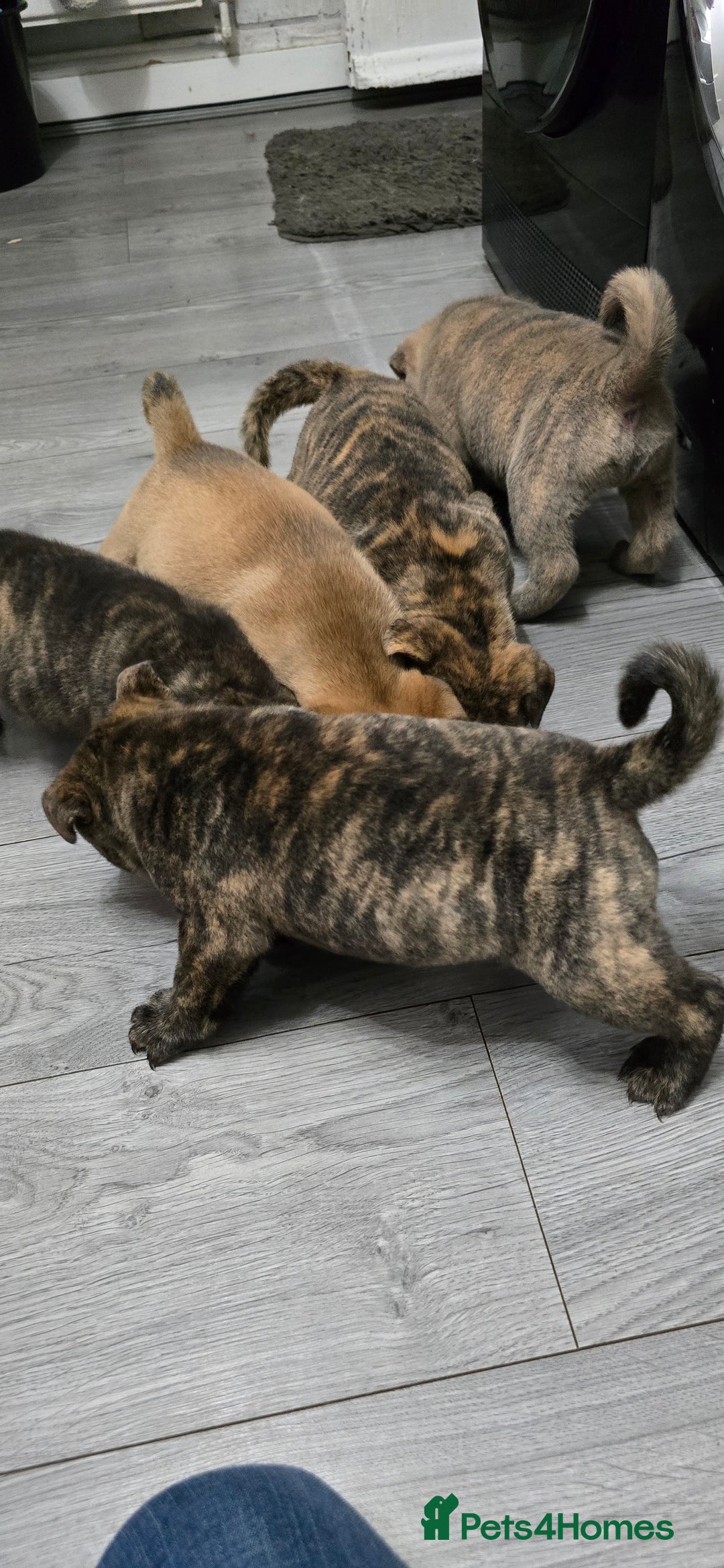 Mixed Breed dogs for sale: Chaffy puppies Chow x Staffy - Advert 7
