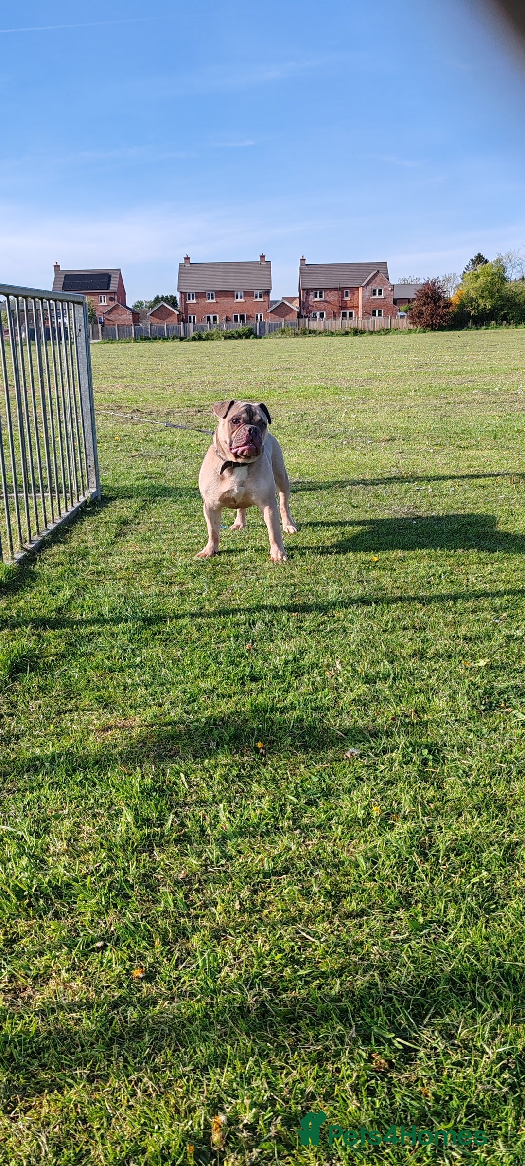 Mixed Breed dogs for sale: Mixed bulldog Hugo - Advert 1