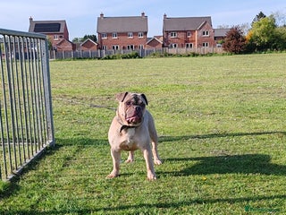 Mixed Breed dogs Mixed bulldog Hugo - Advert 1
