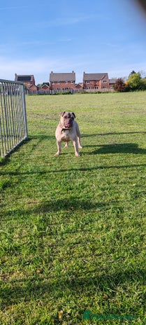 Mixed Breed dogs Mixed bulldog Hugo - Advert 1