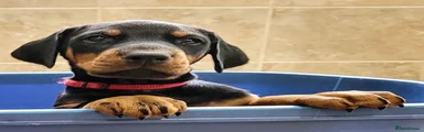 Mixed Breed 3