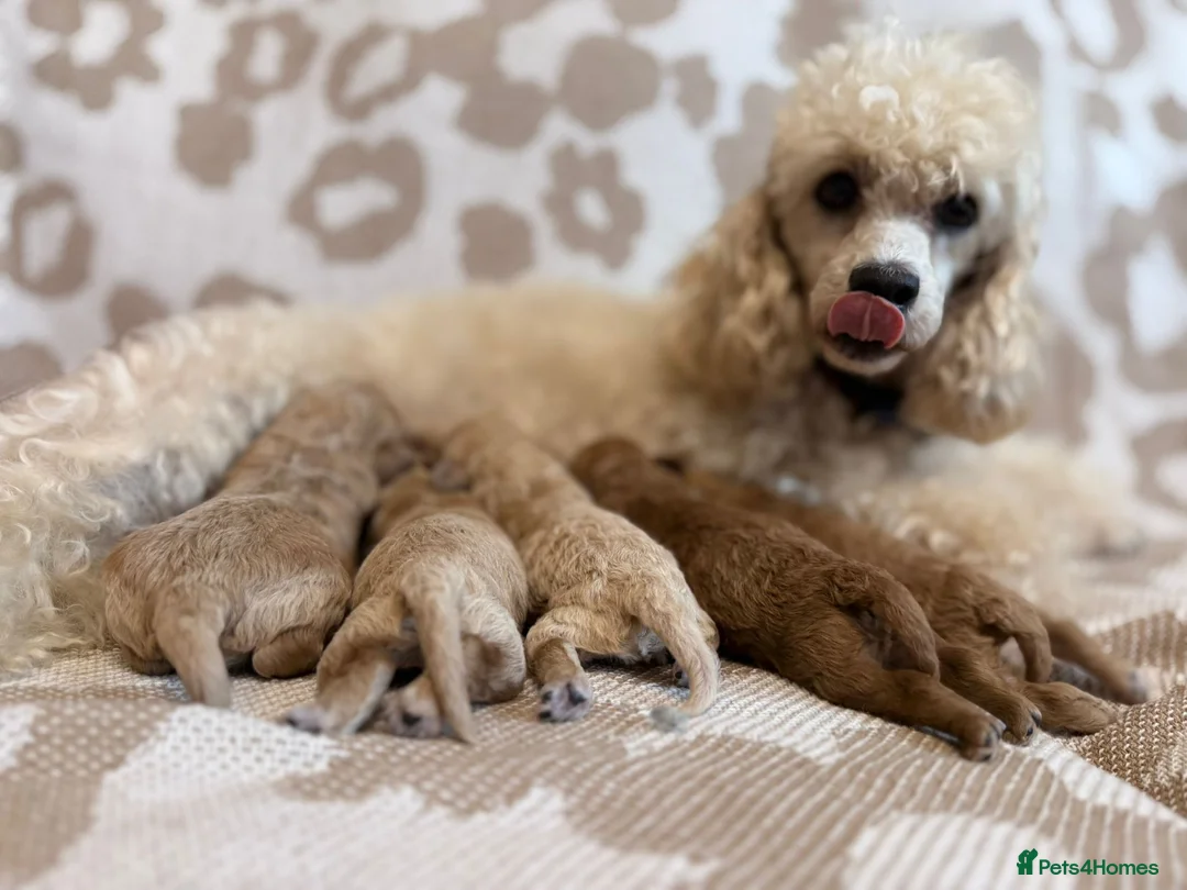 Miniature Poodle dogs for sale: 🤎🐶miniature poodles🐶🤎 - Advert 2