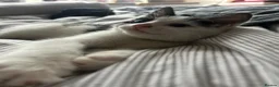 Mixed Breed cats for sale: Sweet friendly kitten   - Advert 32