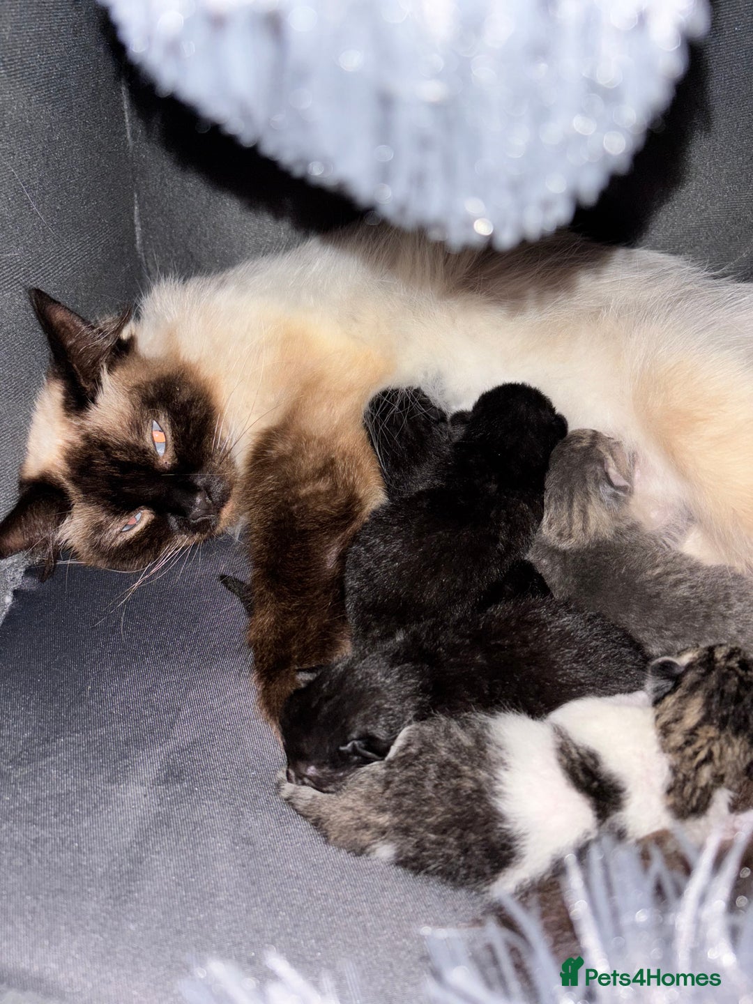Mixed Breed cats for sale: 1/2 Ragdoll kittens - Image 18
