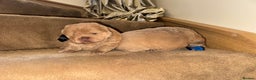 Chow Chow dogs for sale: Stunning kc reg puppies  - Advert 14