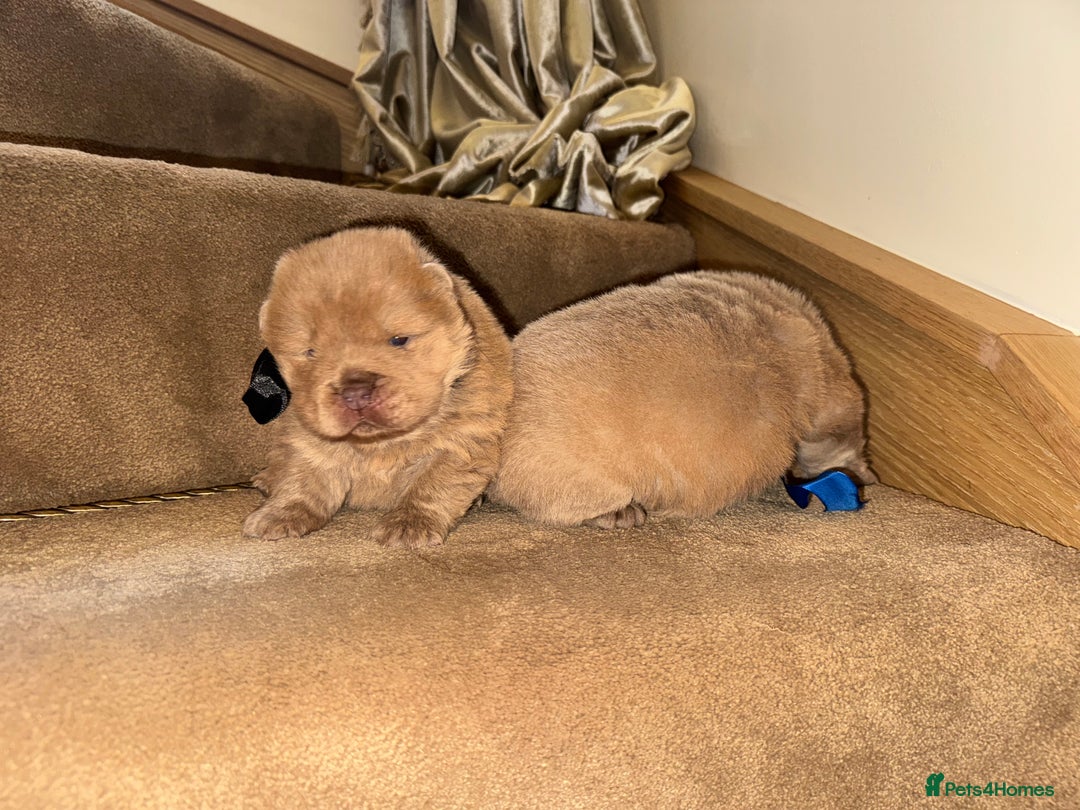 Chow Chow dogs for sale: Stunning kc reg puppies  - Advert 14