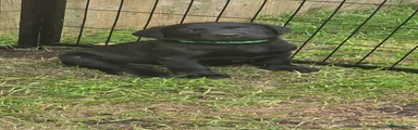 Labrador Retriever Puppy 1