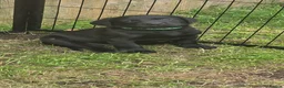 Labrador Retriever dogs for sale: Stunning working Labrador puppies READY TO LEAVE!  - Advert 2