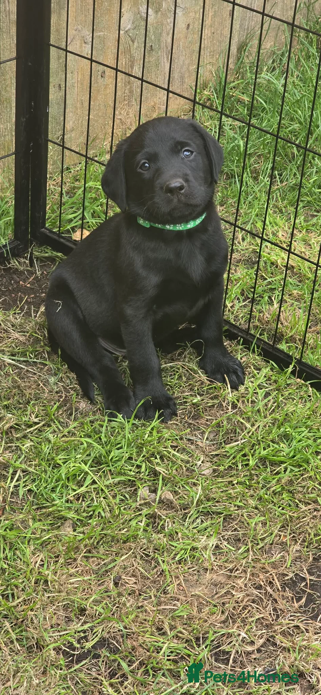 Labrador Retriever dogs for sale: Stunning working Labrador puppies READY TO LEAVE!  - Advert 2