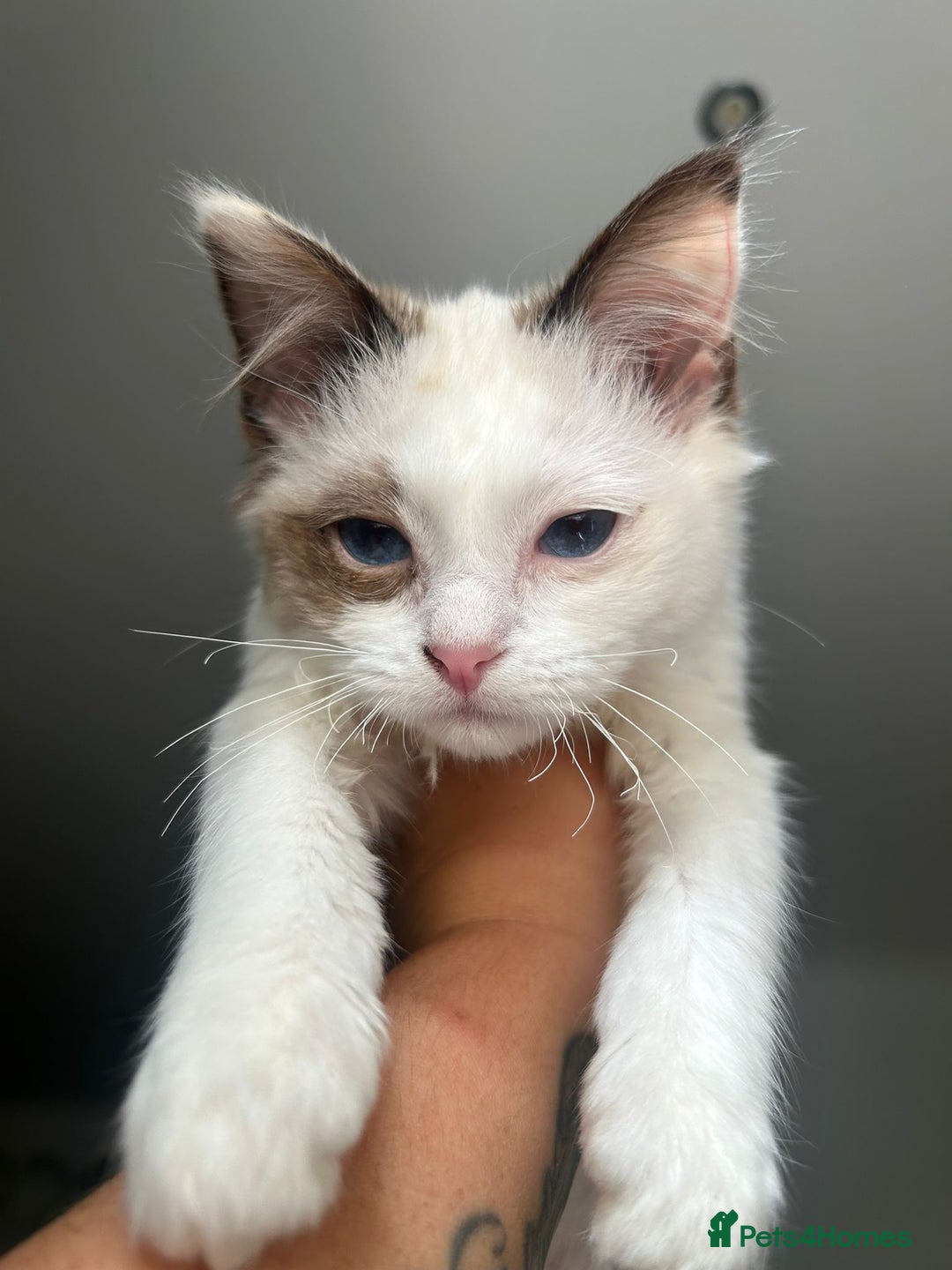 Ragdoll cats for sale: X3 Ragdolls (Flame point, bicolour and seal point) - Image 5