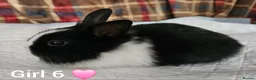 Mixed Breed rabbits for sale: Beautiful netherland dwarf x single mane lionhead  - Advert 6