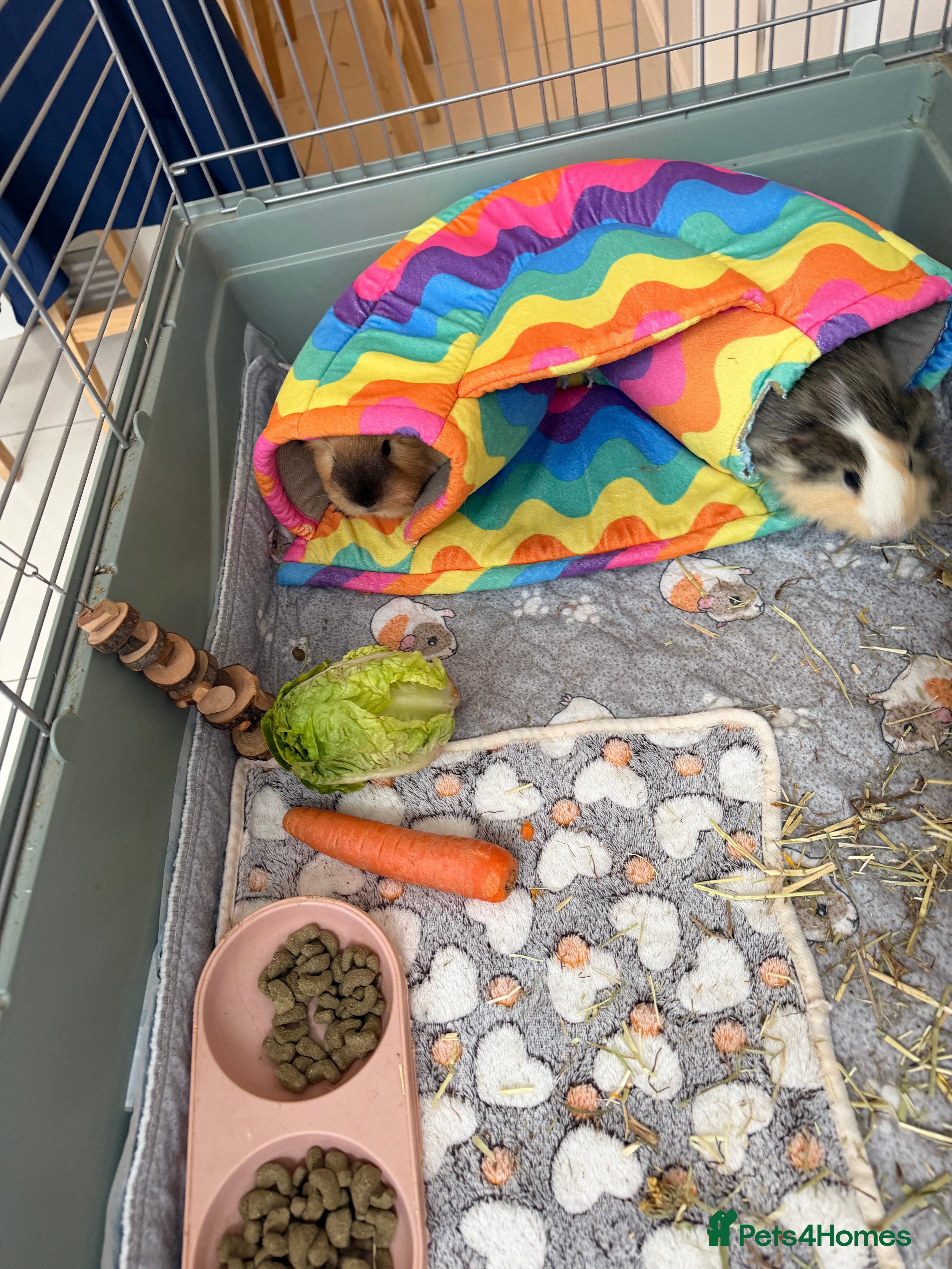 Guinea Pig rodents Two guinea pigs for sale with full set up  - Advert 1