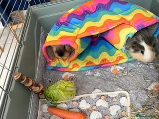 Guinea Pig rodents Two guinea pigs for sale with full set up - Advert 14