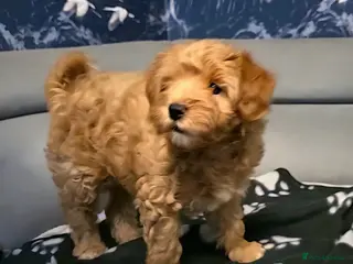 Maltipoo dogs Maltipoo Puppies with Confirmed Parentage - Advert 10