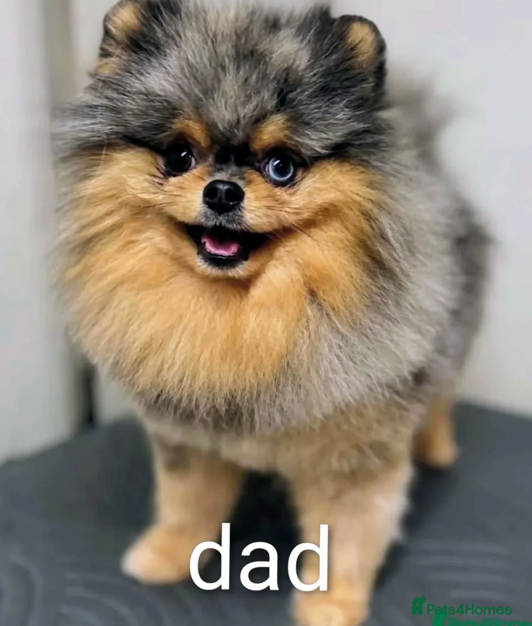 Pomeranian dogs for sale: Pedigree Pomeranian puppy's  - Advert 23
