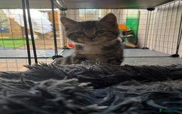 Mixed Breed cats for sale: 2 1/2 Bengal boys left  - Image 16