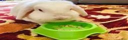Mini Lop rabbits for sale: Beautiful house rabbit doe - albino mini lop  in Leominster - Advert 2