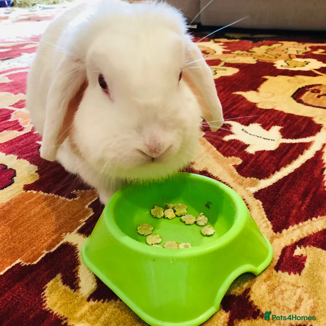 Mini Lop rabbits for sale: Beautiful house rabbit doe - albino mini lop  in Leominster - Advert 2