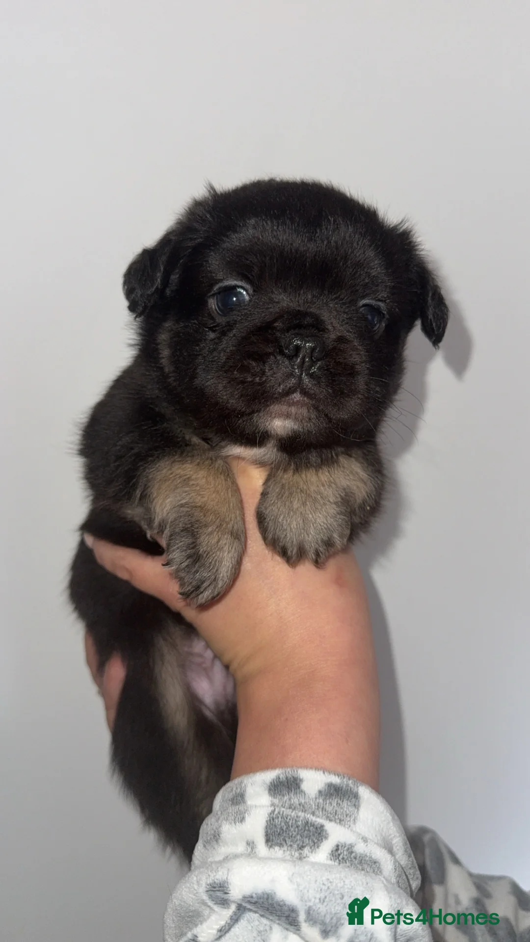 French Bulldog dogs for sale: Fluffy French bulldog pups - Advert 2