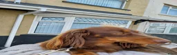 Dachshund dogs for sale: Beautiful dashound puppies for sale in Cardiff - Advert 8