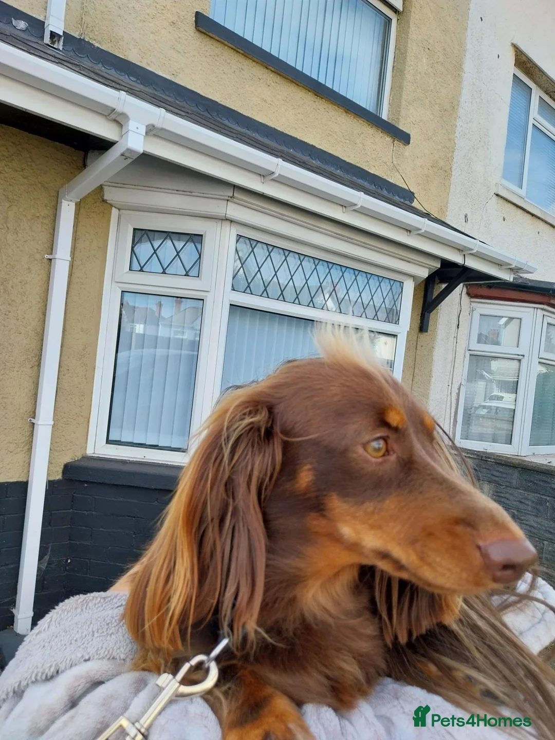 Dachshund dogs for sale: Beautiful dashound puppies for sale in Cardiff - Advert 8