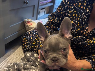 French Bulldog dogs - Advert 29