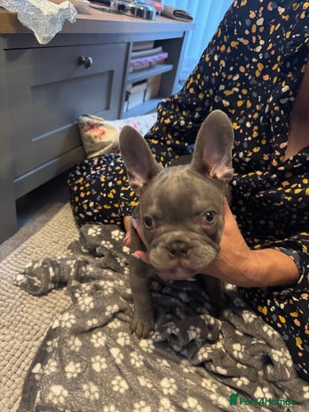 French Bulldog dogs - Advert 26