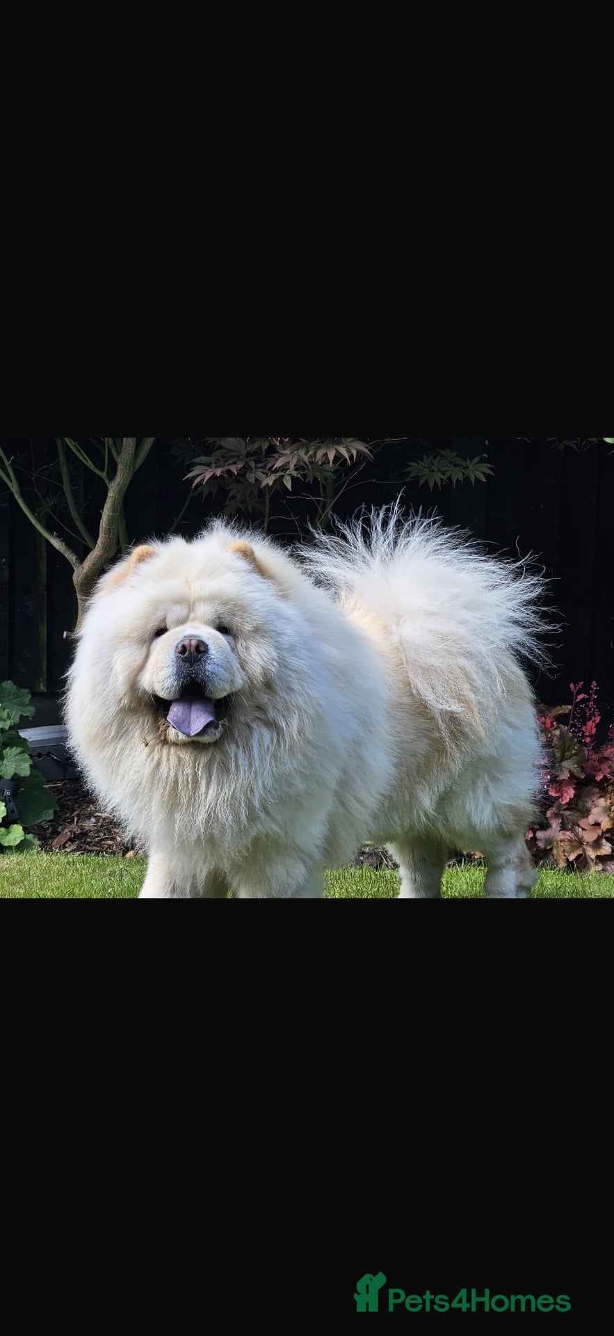 Chow Chow dogs Chow chow for stud - Advert 2