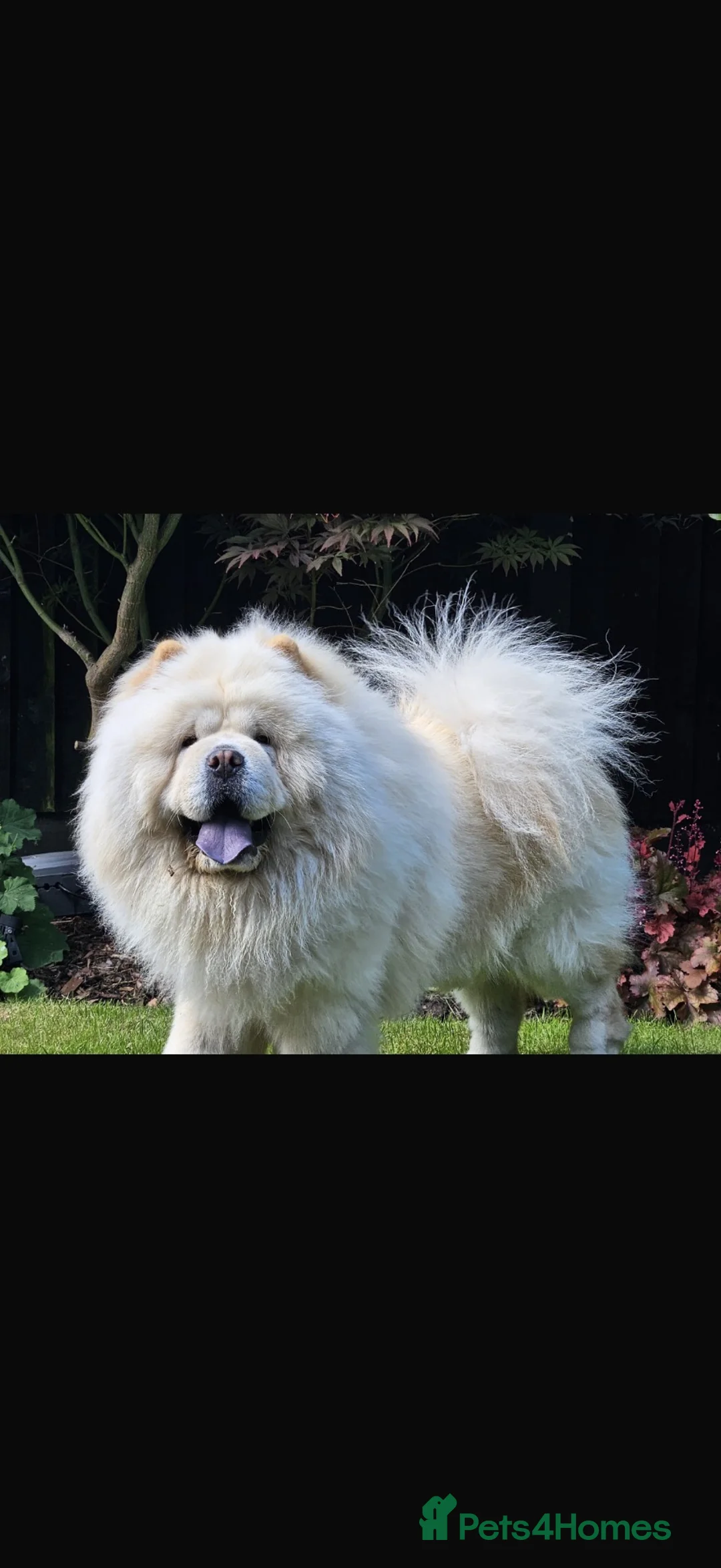 Chow Chow dogs for stud: Chow chow for stud - Advert 1