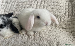 Mini Lop rabbits for sale: Mini lop babies available  - Image 25