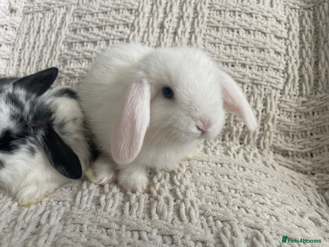 Mini Lop rabbits for sale: Mini lop babies available  - Image 25