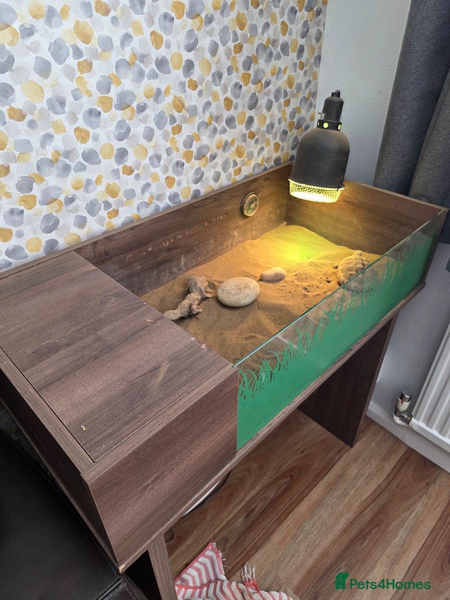 Tortoise reptiles Dwarf Hermans tortoise full set up - Advert 1