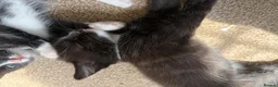 Mixed Breed cats for sale: 8 wk Grey White Kitten - Advert 11