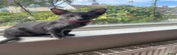 Oriental cats for sale: 2. stunning oriental kittens now available  - Advert 8