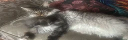 Maine Coon cats for sale: Mainecoon babies available to the best homes only in Wallasey - Advert 10