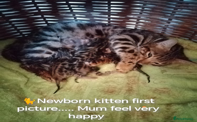 Bengal cats - Advert 10