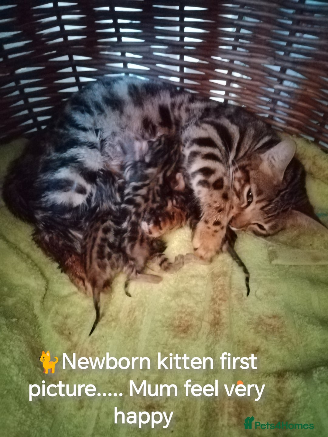 Bengal cats for sale: Bengal beatiful lovely kittens ready for new home  - Image 5