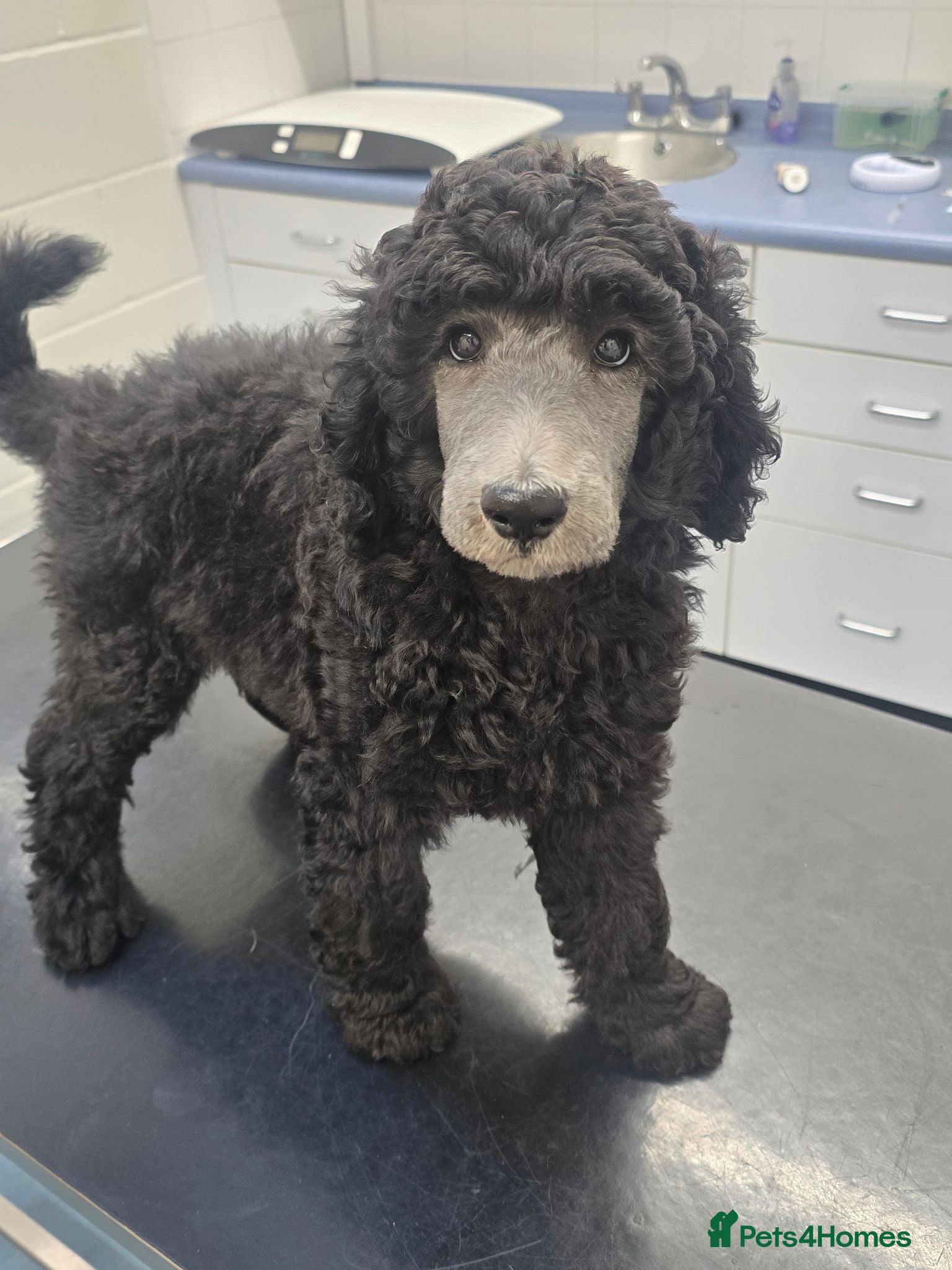 Standard Poodle dogs Handsome Silver Poodle Boy - Advert 1