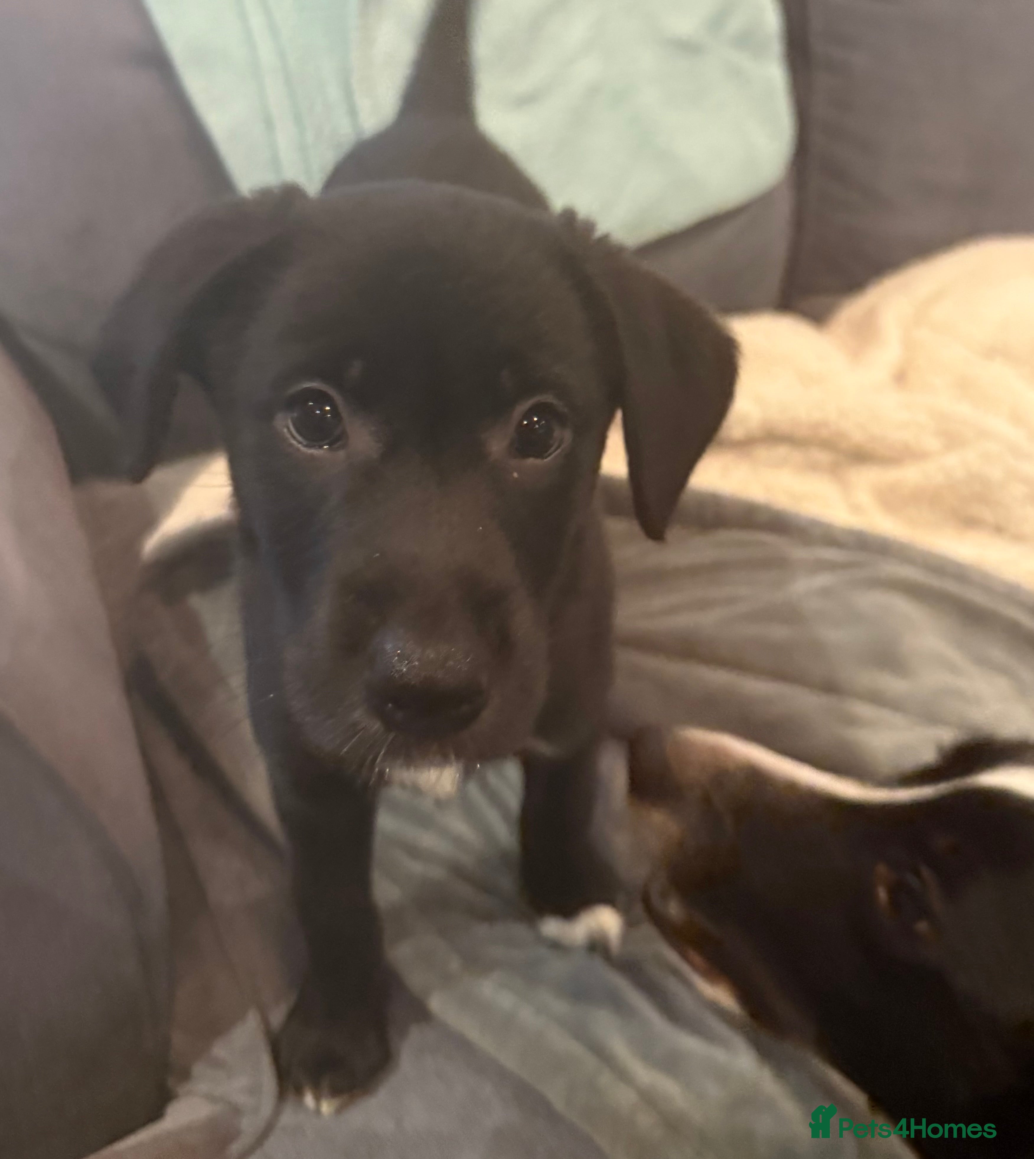 Borador dogs Last female 🐶 Perfect addition to any family 🐶🐾 - Advert 1